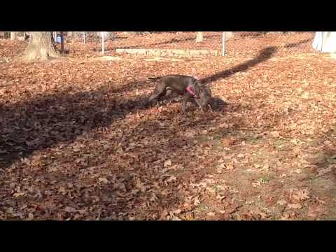 Angel, an adopted Pit Bull Terrier in Tullahoma, TN_image-1