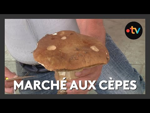 Cèpes : 750 kilos de champignons pour le premier marché de Villefranche-du-Périgord