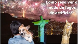 cachorro e gato com medo de fogos de artifício
