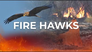 Download lagu Do Birds Start Fires? | Chirp From Episode 5 mp3 Download lagu Do Birds Start Fires? | Chirp From Episode 5 mp3