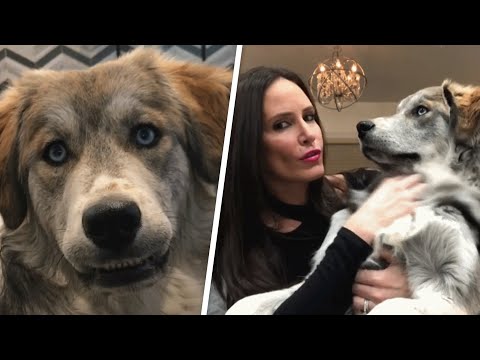 A husky and golden retriever got together. And Tyson was created.