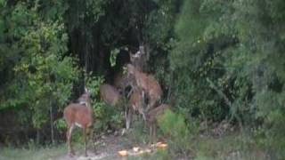preview picture of video 'Whitetail  Fighting, S.C.'