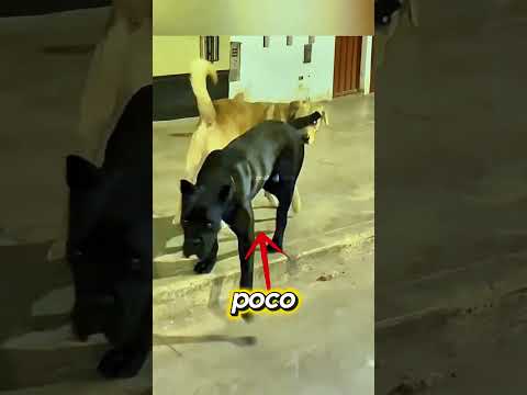 Cane corso se topa con un labrador