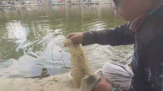 Download lagu MANCING IKAN MAS TOMBRO KP BLATER mp3