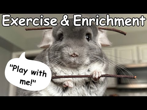 What Toys & Exercise Does My Chin Need?! || The Official Chinchilla Care Series