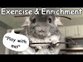 What Toys & Exercise Does My Chin Need?! || The Official Chinchilla Care Series