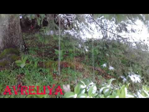 Green grass under the snow.