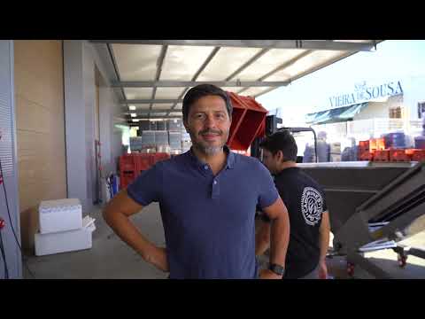 Vindimas 2022 - Douro | Hélder Cunha Winemaker - Powered by Cascas Wines