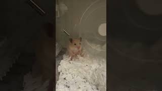 生後1ヶ月程のキンクマ