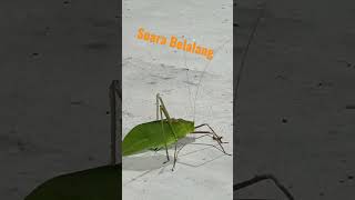 Download lagu Suara Belalang mp3