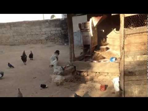 Plumbat  E Majstorit Miratoc