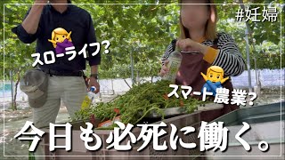 【農家の日常vlog】必死に働く日々👨‍🌾/7ヶ月妊婦🤰