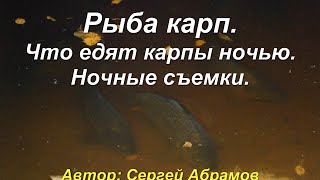 Как ловят сазана ночью