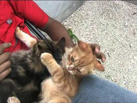 Sushanth and the cats.