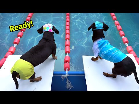 Ep 57: The WIENERLYMPICS! — (Cute & Funny Wiener Dog Video)