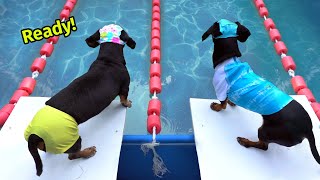 The Wienerlympics! - Cute &amp; Funny Wiener Dog Video!