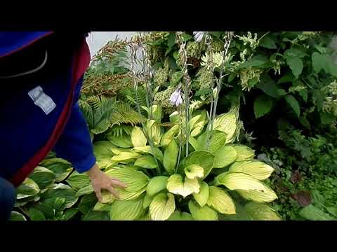 Хоста голд стандарт 19год(9)