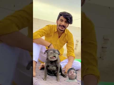 #dog #doglover #love #puppy #pets #mahishorts #gulzar #newsong #newshorts #sharaabdarling
