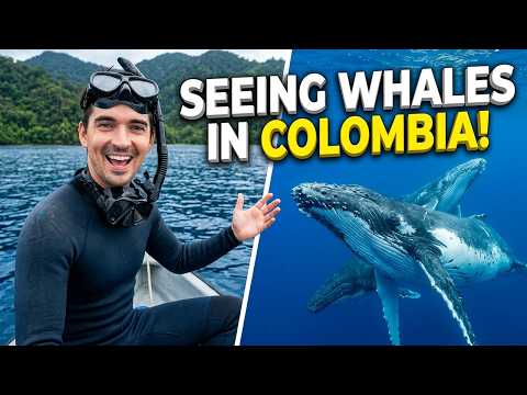 Can You Really See Whales In Bahía Solano, Colombia?