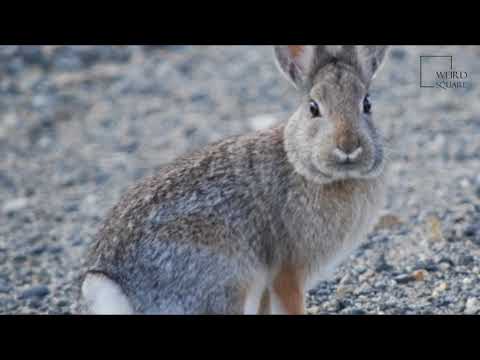 , title : 'Interesting facts about white tailed jackrabbit by weird square'