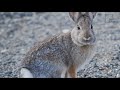 Interesting Facts About White Tailed Jackrabbit By Weird Square