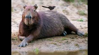 BRAZILIAN SERENDADE,,,, Lee Konitz and the Brazilian Band,,1996