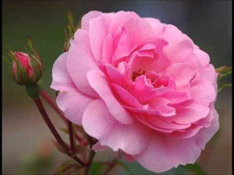 Radmila Jagodić - Bosno moja, zemljo bregovita (tamburice)