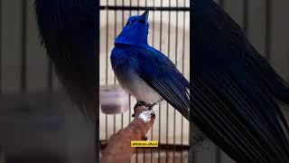 Download lagu Suara burung selendang biru #selendangbiru #shorts mp3