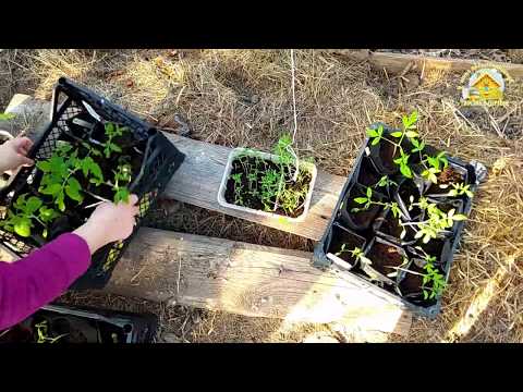 Дела огородные. Огород 2019. Жизнь в деревне.