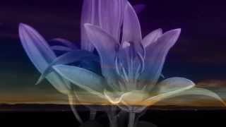 Sally Shapiro -  Skating In The Moonshine