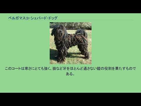 ベルガマスコ シェパード