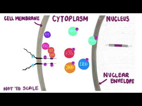 Fibroblast Growth Factor