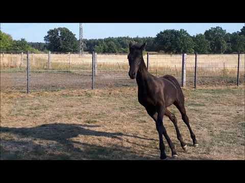 Fürst Wilhelm* Quando Quando* Sandro Hit