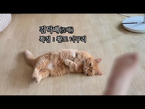 애교로 무장한 고양이의 실생활 폭로