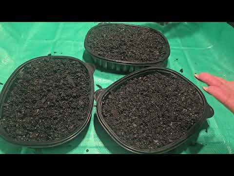 Winter sowing seeds for the 1st time 