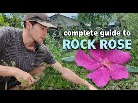 Complete Guide to Texas Native Rock Rose | Texas Native Plants