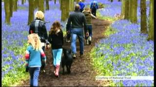 Bluebells - pay to view (England) - BBC London News - 19th April 2016