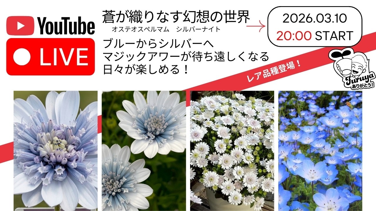 20時〜！Live販売！GEBRさんのオステオスペルマム シルバーナイトが登場！時間帯で花色が変化する！