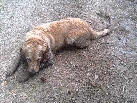 Grazie Perchè - Gianni Morandi Amy Stewart