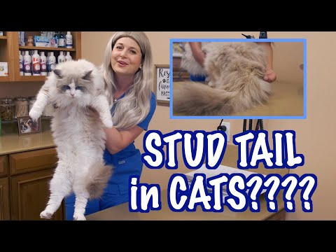 Stud Tail in Male Cats | Veterinary approved - YouTube