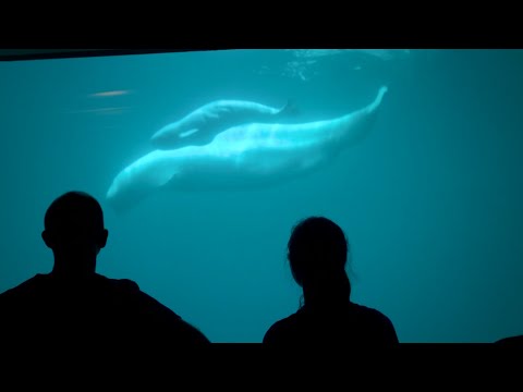 A Beluga whale gives birth to a calf at Chicago’s Shedd Aquarium (July 5)