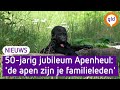 Apenheul viert 50ste verjaardag: 'De apen zijn een soort van familie'