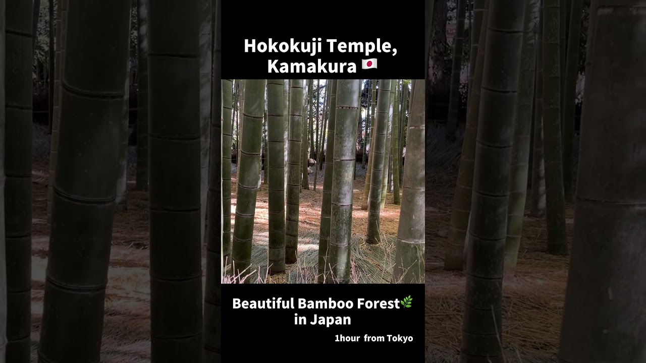 Japan’s Hidden Bamboo Forest 🇯🇵 | Hokokuji Temple, Kamakura 🌿Escape the Crowds in Kamakura
