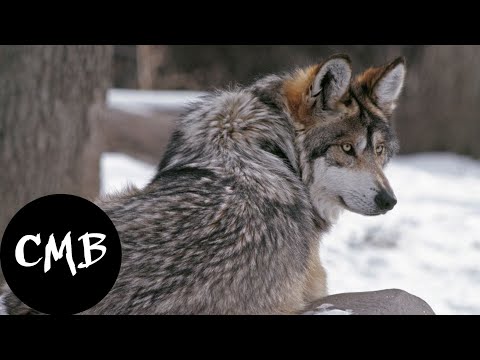 JURGAZ & No ExpressioN - WOLF