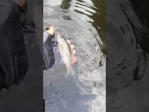 Pesca y Liberación de Black Bass 🎣 | Represa Miraflores – Carolina del Príncipe, Antioquia