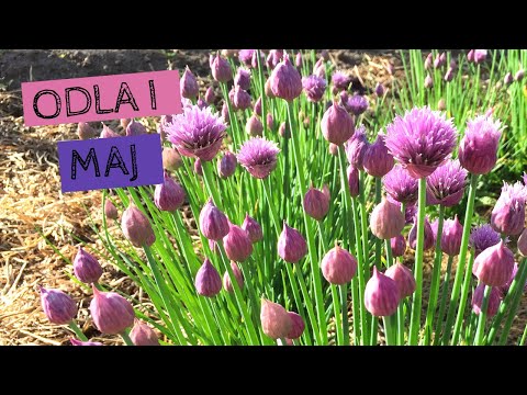 Odla i MAJ - Sådder, utplantering och täckodling