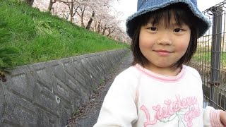 preview picture of video '岐阜県大垣市、笠縫堤のさくら。Ogaki, Gifu, Kasanui Tsutsumi cherry.'
