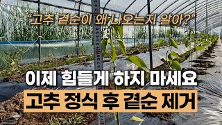 고추 모종 정식 후 곁순 제거 이제 힘들게 하지 마세요 #토양유기물 #수온 #지열