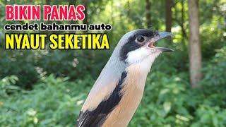 Download lagu toet toet suara cendet gacor PAGI SIANG SORE sangat efektif buat Pancingan cendet diam agr cpt bunyi mp3