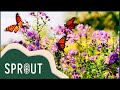 Creating Butterfly Corridors Sprout S Eco Restoration